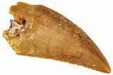 Serrated, Raptor Tooth - Real Dinosaur Tooth #269401-1
